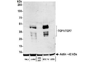 Western Blotting (WB) image for anti-Transcription Factor 7 (T-Cell Specific, HMG-Box) (TCF7) (AA 200-250) antibody (ABIN7449420) (Recombinant TCF7 antibody  (AA 200-250))