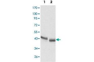 Western blot analysis using PGA5 monoclonal antobody, clone 2C1  against HepG2 (1) and SMMC-7721 (2) cell lysate.