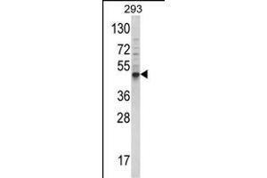 Western blot analysis of hB-E23 (ABIN388453 and ABIN2848793) in 293 cell line lysates (35 μg/lane). (BMP3 antibody  (N-Term))