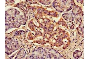 Immunohistochemistry of paraffin-embedded human pancreatic tissue using ABIN7167757 at dilution of 1:100 (FAM134B antibody  (AA 1-131))