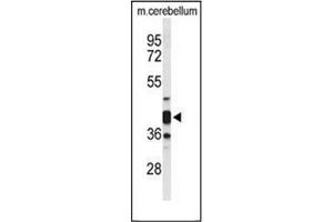Western blot analysis of Cytohesin 3 Antibody (C-term) in Mouse cerebellum tissue lysates (35ug/lane). (Cytohesin 3 antibody  (C-Term))