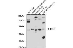 Western blot analysis of extracts of various cell lines, using BHLHE41 antibody (ABIN6131260, ABIN6137552, ABIN6137553 and ABIN6214847) at 1:1000 dilution. (BHLHE41 antibody  (AA 120-280))