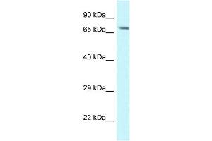 WB Suggested Anti-Man1a Antibody   Titration: 1. (MAN1A antibody  (N-Term))
