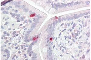 Anti-BRN2 / POU3F2 antibody IHC staining of human small intestine. (POU3F2 antibody  (AA 240-290))