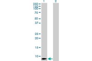 Western Blot analysis of CCL4 expression in transfected 293T cell line by CCL4 MaxPab polyclonal antibody. (CCL4 antibody  (AA 1-92))