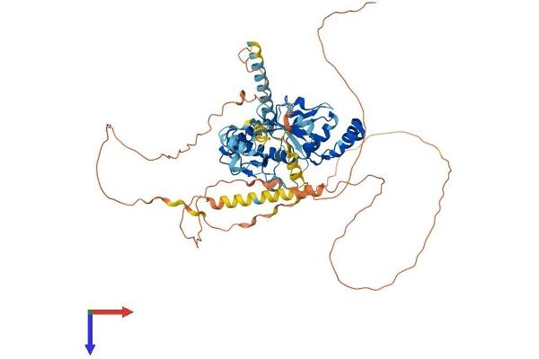 NT5C1B Protein (AA 1-610) (His tag)