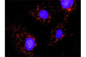 Proximity Ligation Analysis of protein-protein interactions between CRKL and PTPN11. (PTPN11 antibody  (AA 1-460))