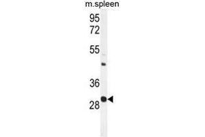 USF1 Antibody (Center) western blot analysis in mouse spleen tissue lysates (35 µg/lane). (USF1 antibody  (Middle Region))