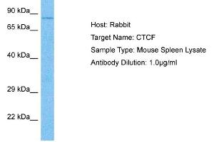 Host: Rabbit Target Name: CTCF Sample Tissue: Mouse Spleen Antibody Dilution: 1ug/ml (CTCF antibody  (C-Term))