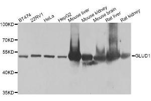 GLUD1 antibody  (AA 54-240)