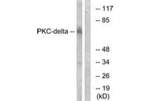 Western blot analysis of extracts from MCF7 cells, using PKC delta (Ab-645) Antibody. (PKC delta antibody  (AA 612-661))