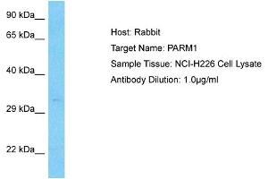 PARM1 antibody  (N-Term)