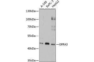 Western blot analysis of extracts of various cell lines, using GFR antibody (ABIN3017059, ABIN3017060, ABIN1679990 and ABIN6219937) at 1:1000 dilution. (GFRA3 antibody  (AA 32-240))