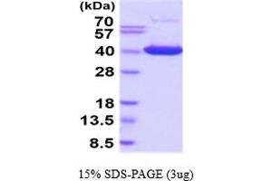 SDS-PAGE (SDS) image for Inositol Monophosphatase Domain Containing 1 (IMPAD1) (AA 34-356) (Active) protein (His tag) (ABIN6387946)