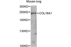 Western blot analysis of extracts of mouse lung, using COL18A1 antibody (ABIN1871945) at 1:1000 dilution. (COL18A1 antibody)