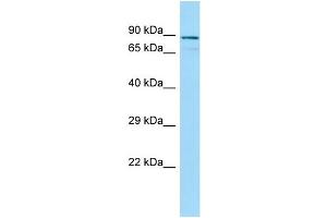 WB Suggested Anti-CEP63 Antibody Titration: 1.