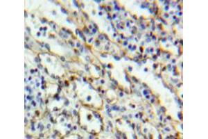 IHC-P analysis of Spleen tissue, with DAB staining. (CD6 antibody  (AA 30-204))