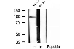 Western blot analysis of extracts of HEK-293 cells, using NSUN2 antibody. (NSUN2 antibody  (Internal Region))