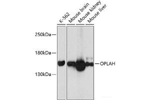 Western blot analysis of extracts of various cell lines using OPLAH Polyclonal Antibody at dilution of 1:3000. (OPLAH antibody)