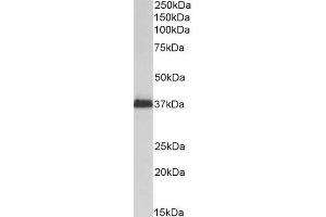 ABIN2613452 (2µg/ml) staining of Kelly lysate (35µg protein in RIPA buffer). (MSI2 antibody  (N-Term))