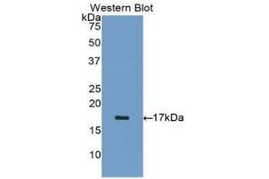 Detection of Recombinant INHA, Human using Polyclonal Antibody to Inhibin Alpha (INHa) (Inhibin alpha antibody  (AA 233-366))