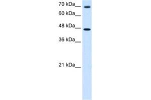 Western Blotting (WB) image for anti-gamma-aminobutyric Acid (GABA) A Receptor, pi (GABRP) antibody (ABIN2463744) (GABRP antibody)