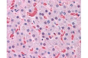 Anti-HBB antibody IHC of human liver. (Hemoglobin Subunit beta antibody  (AA 38-148))