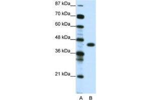 Western Blotting (WB) image for anti-Zinc Finger Protein 396 (ZNF396) antibody (ABIN2461067) (ZNF396 antibody)