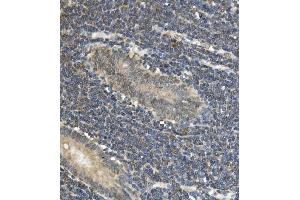 IHC analysis of EAPP using anti-EAPP antibody (ABIN7599214). (EAPP antibody  (AA 1-285))