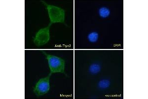 ABIN334519 Immunofluorescence analysis of paraformaldehyde fixed NIH3T3 cells, permeabilized with 0. (TRPV2 antibody  (C-Term))