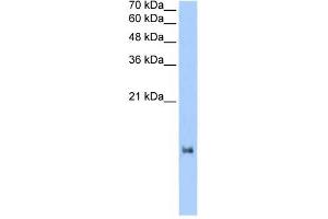 LOC653186 antibody used at 2. (LOC653186 antibody  (N-Term))