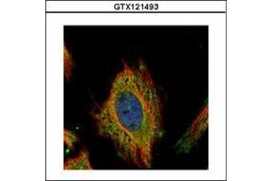 Image no. 2 for anti-Fem-1 Homolog C (FEM1C) (AA 1-228) antibody (ABIN1498244) (FEM1C antibody  (AA 1-228))