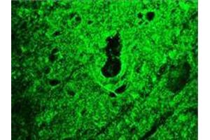 Image no. 1 for anti-Reticulon 1 (RTN1) (AA 338-422) antibody (ABIN959475) (Reticulon 1 antibody  (AA 338-422))