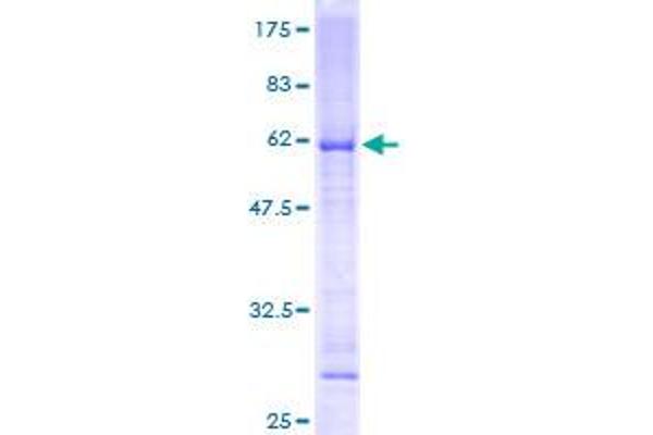 MRPL19 Protein (AA 1-292) (GST tag)