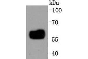THP-1 cell lysates probed with IRF5 (3F11) Monoclonal Antibody  at 1:1000 overnight at 4˚C. (IRF5 antibody)