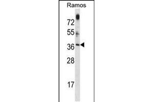 Western blot analysis in Ramos cell line lysates (35ug/lane). (MTG1 antibody  (AA 116-143))