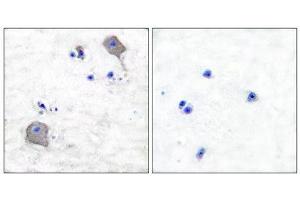 Immunohistochemistry (IHC) image for anti-Claudin 5 (CLDN5) (C-Term) antibody (ABIN1848461) (Claudin 5 antibody  (C-Term))