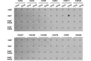 Dot-blot analysis of all sorts of methylation peptides using MonoMethyl-Histone H3-R17 antibody. (Histone 3 antibody  (H3R17me))