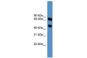 SYT16 antibody used at 0. (SYT16 antibody  (N-Term))