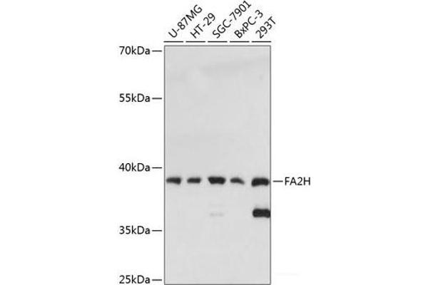 FA2H antibody