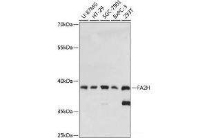 Western blot analysis of extracts of various cell lines using FA2H Polyclonal Antibody at dilution of 1:3000. (FA2H antibody)