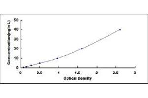 Lysyl Oxidase (LOX) ELISA Kit