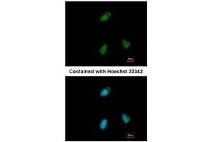 ICC/IF Image Immunofluorescence analysis of paraformaldehyde-fixed A549, using CLUAP1, antibody at 1:500 dilution. (CLUAP1 antibody)