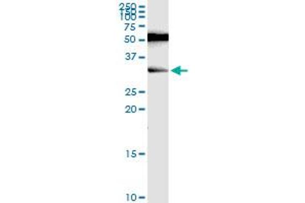 RAG2 antibody  (AA 428-527)