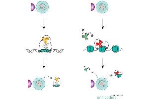 Summary of the CUT&RUN protocol using a primary and secondary antibody (left).