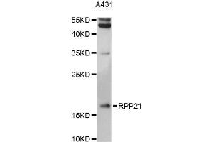 Western blot analysis of extracts of A431 cells, using RPP21 antibody (ABIN6293887) at 1:3000 dilution. (RPP21 antibody)