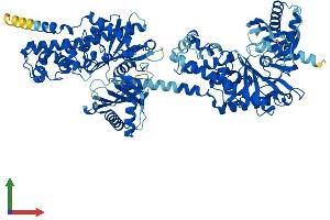 AlphaFold protein structure predicition of Human Recombinant HK2 Protein, UniprotID P52789 (Hexokinase 2 Protein (HK2) (AA 1-917) (His tag))