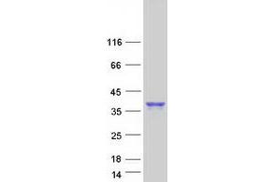 Validation with Western Blot (SLAMF8 Protein (Myc-DYKDDDDK Tag))