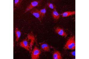 IF analysis of PRDX6 using anti-PRDX6 antibody (ABIN7600102). (Peroxiredoxin 6 antibody  (AA 15-224))