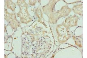 Immunohistochemistry of paraffin-embedded human kidney tissue using ABIN7157933 at dilution of 1:100 (LELP1 antibody  (AA 1-98))